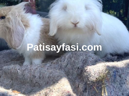 Orijinal Hollanda lop tavşanlarımı sahiplendiriyorum 