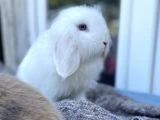 Orijinal Hollanda lop tavşanlarımı sahiplendiriyorum - 2