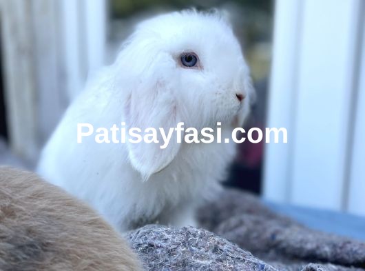 Orijinal Hollanda lop tavşanlarımı sahiplendiriyorum 