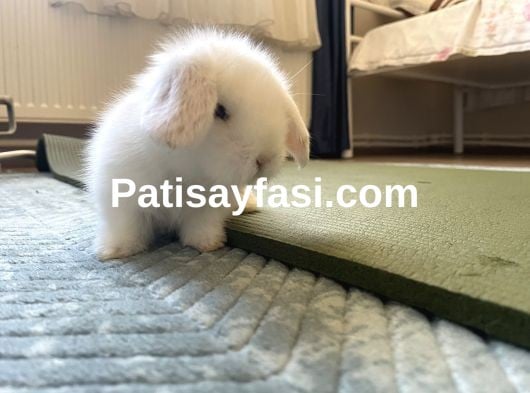 Orijinal Hollanda lop tavşanlarımı sahiplendiriyorum 