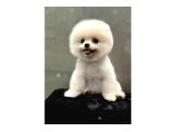 POMERANİAN BOO AYI SURAT MUHTEŞEM BEBEKLER - Pomeranian Boo