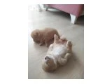 Ayı surat pomeranian boo yavruları