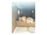 Ayı surat pomeranian boo yavruları - 2