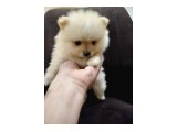 Ayı surat pomeranian boo yavruları - 3