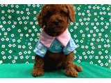 Orijinal Poodle yavrular - 3