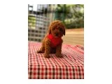 TOY POODLE IRK VE SAĞLIK GARANTİLİ - Köpek