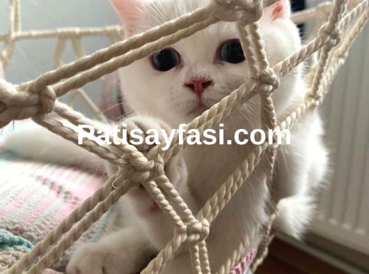 güzel linamiza yakışıklı es arıyoruz 