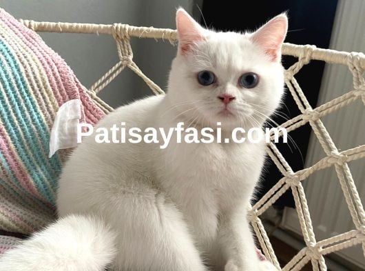 güzel linamiza yakışıklı es arıyoruz 