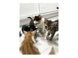 Acil yavrulara merhametli sahipler aranıyor - Tekir Kedi - Ankara