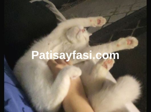 güzel linamiza yakışıklı es arıyoruz 