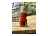 TOY POODLE IRK VE SAĞLIK GARANTİLİ - 2