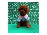 Orijinal Poodle yavrular - 2