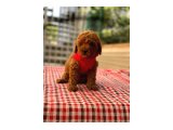 TOY POODLE IRK VE SAĞLIK GARANTİLİ - 3