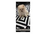 Ücretli varilecektir - Pomeranian Boo