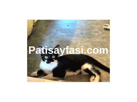 Yuvasını arayan güzel :) 