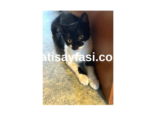 Yuvasını arayan güzel :) 