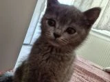4 aylık British shorthair erkek kedi - 3