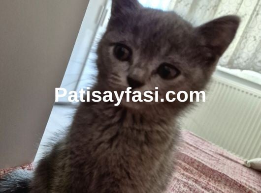 4 aylık British shorthair erkek kedi