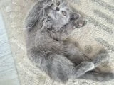 4 aylık British shorthair erkek kedi - 2