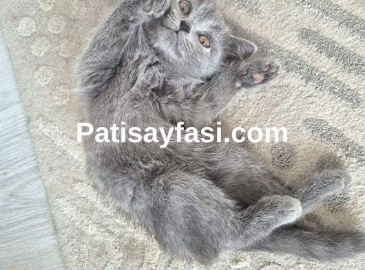 4 aylık British shorthair erkek kedi