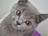 4 aylık British shorthair erkek kedi