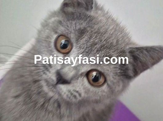 4 aylık British shorthair erkek kedi