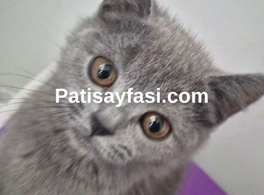 4 aylık British shorthair erkek kedi