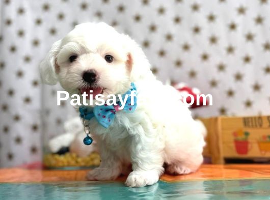 Çok sevimli pamuk yavrularımız ✨