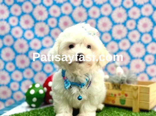 Çok sevimli pamuk yavrularımız ✨