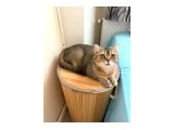 Dişi British - British Shorthair