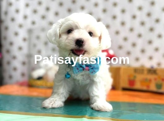 Çok sevimli pamuk yavrularımız ✨