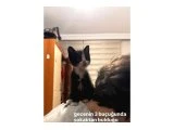 Sokaktan kurtarılan yavru kedi sahiplendirme - 1