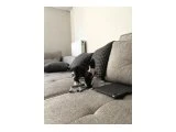 Sokaktan kurtarılan yavru kedi sahiplendirme - 3