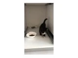 Sokaktan kurtarılan yavru kedi sahiplendirme - 2