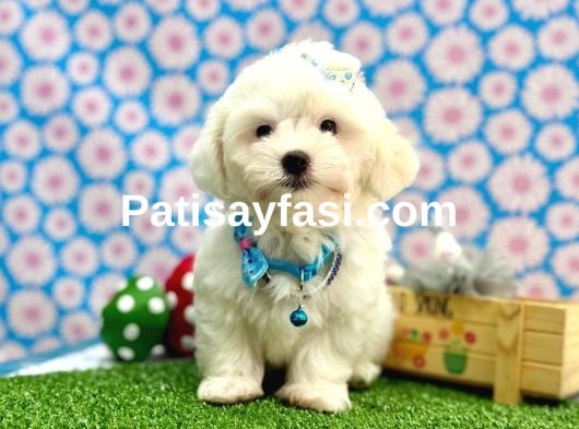 Çok sevimli pamuk yavrularımız ✨