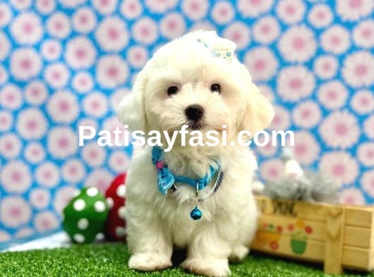 Çok sevimli pamuk yavrularımız ✨