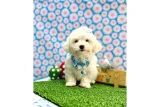 Çok sevimli pamuk yavrularımız - Maltipoo
