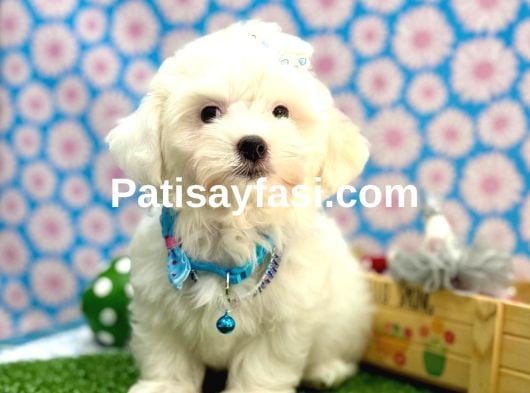 Çok sevimli pamuk yavrularımız ✨