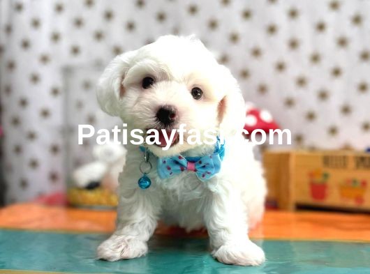 Çok sevimli pamuk yavrularımız ✨