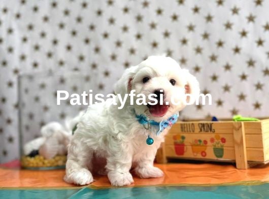 Çok sevimli pamuk yavrularımız ✨