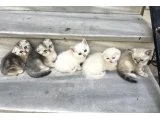 Cana yakın tatlı maviş bebekler - British Shorthair