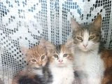 Yavru Minnoş Kedi - 4