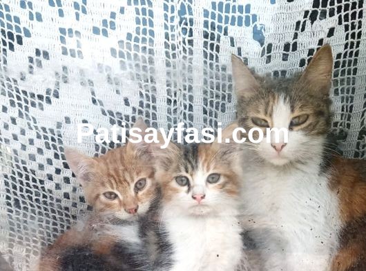 Yavru Minnoş Kedi