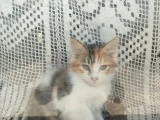 Yavru Minnoş Kedi - 1
