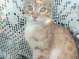 Yavru Minnoş Kedi - 2