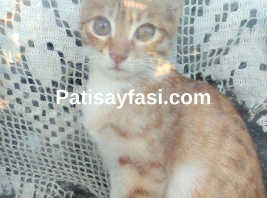 Yavru Minnoş Kedi