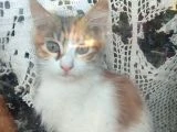 Yavru Minnoş Kedi - 3