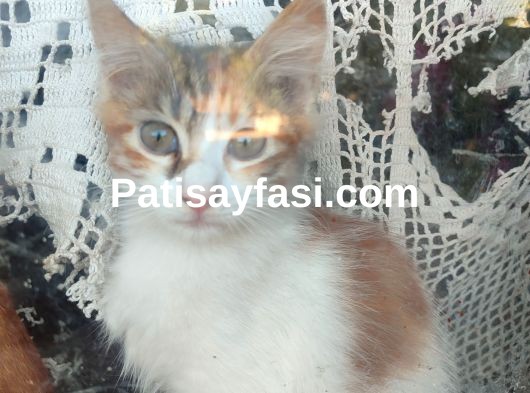 Yavru Minnoş Kedi
