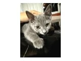 Brısth erkek kedi annesi schotıs schotısh melezi aynı  zamanda - 2