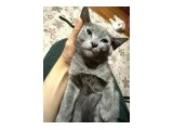 Brısth erkek kedi annesi schotıs schotısh melezi aynı zamanda - British Shorthair